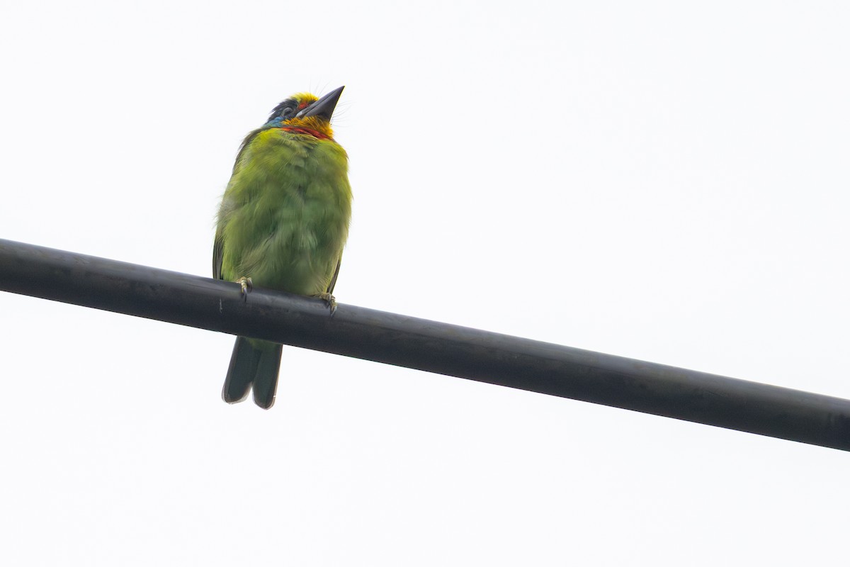 Taiwan Barbet - ML646706173