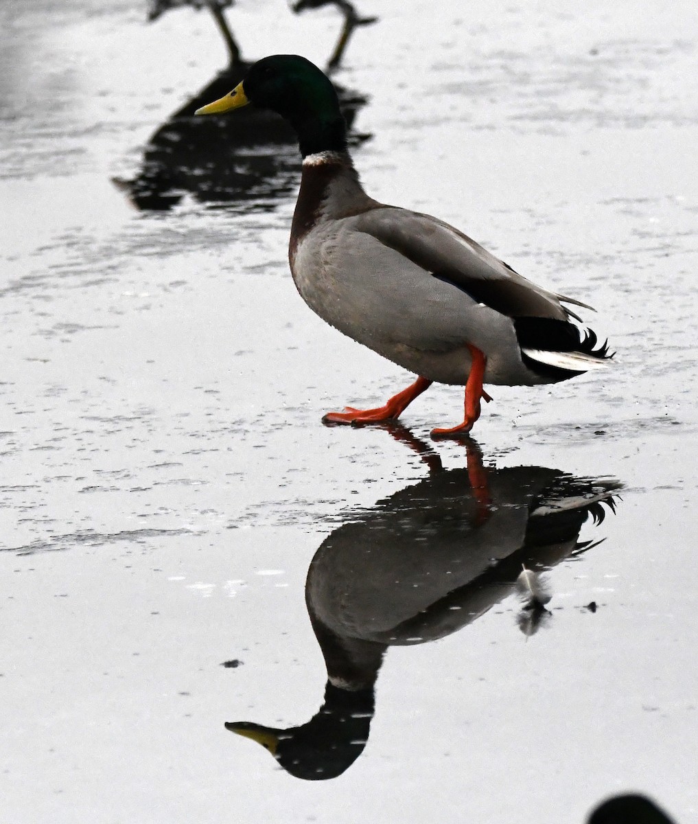 Mallard - ML646706176