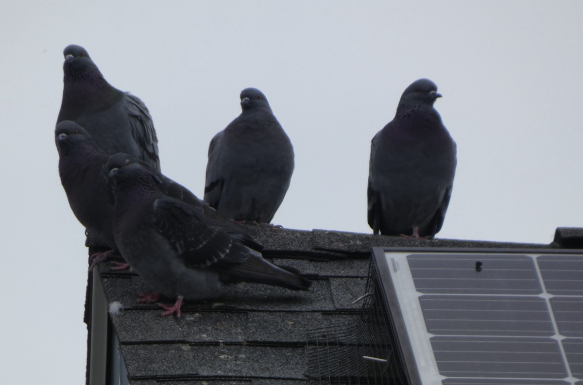 Rock Pigeon (Feral Pigeon) - ML646706178