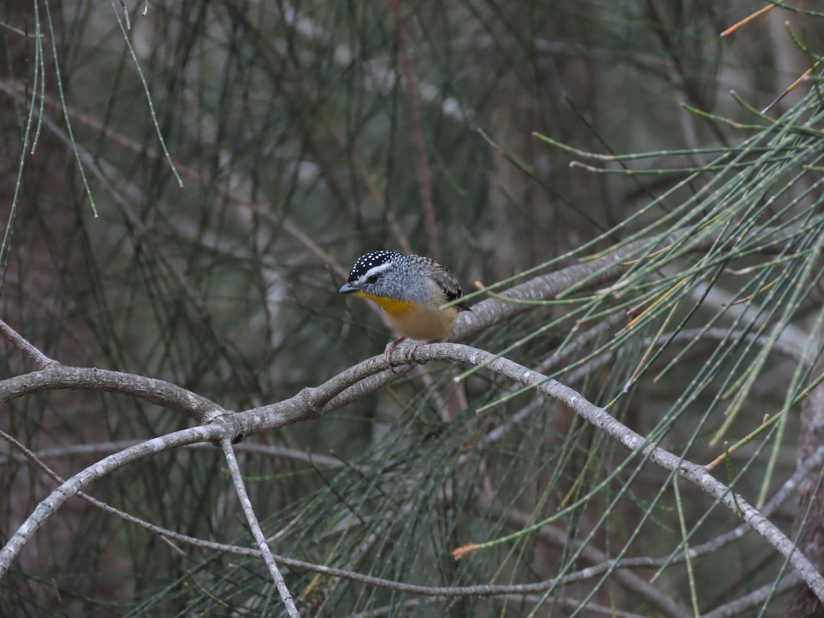 Spotted Pardalote - ML646706179