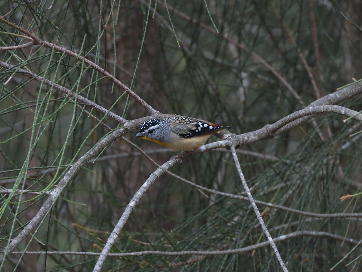 Spotted Pardalote - ML646706180