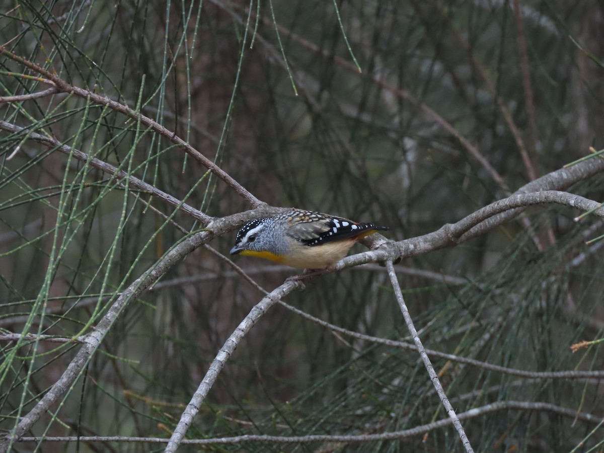Spotted Pardalote - ML646706181
