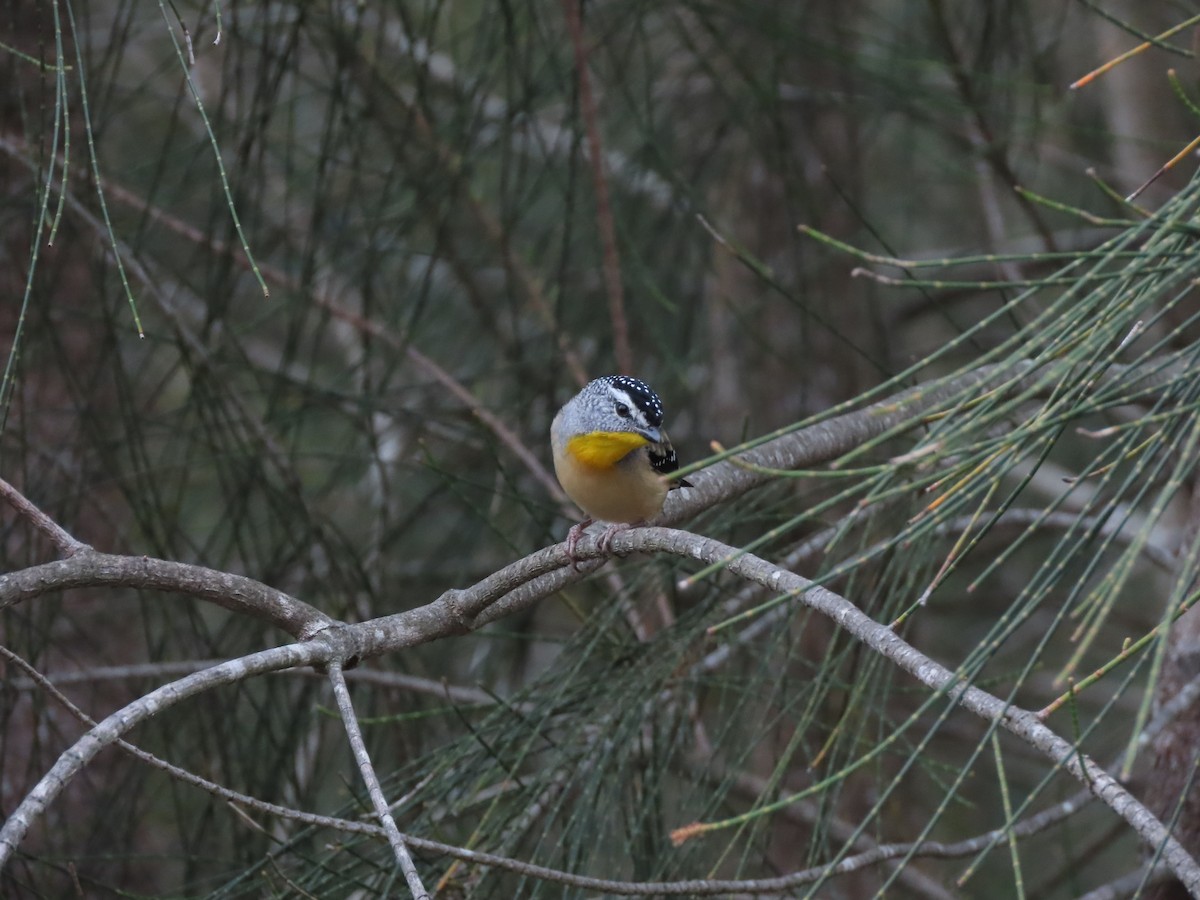 Spotted Pardalote - ML646706182