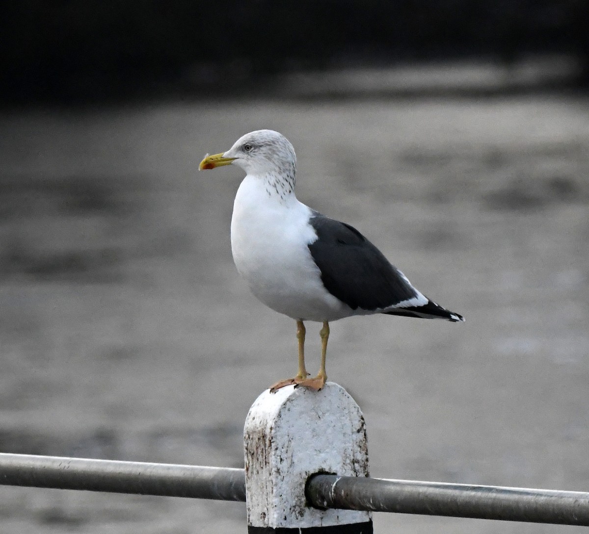 Lesser Black-backed Gull - ML646706183
