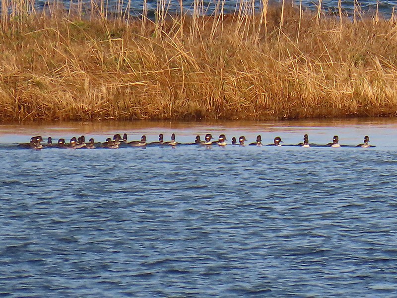 bøffeland - ML646706184