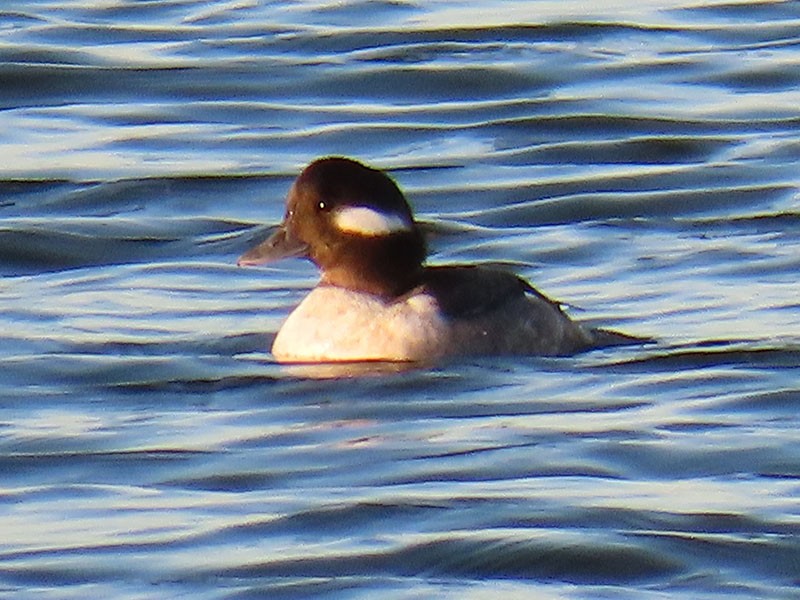 bøffeland - ML646706185