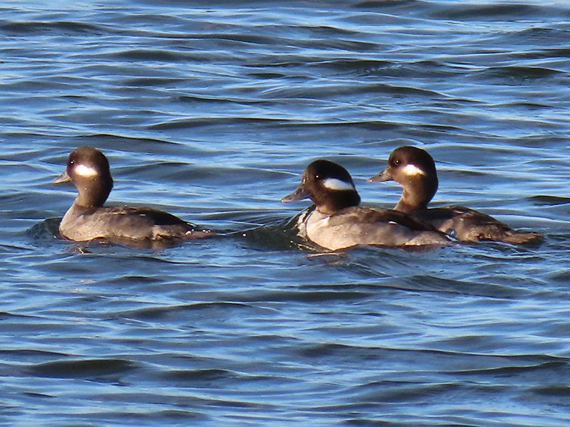 Bufflehead - ML646706186