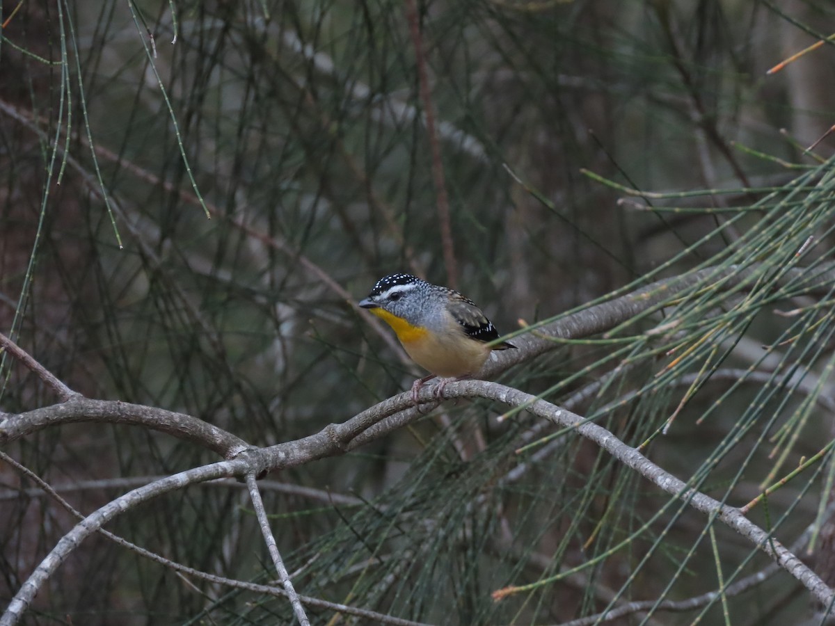 Spotted Pardalote - ML646706187