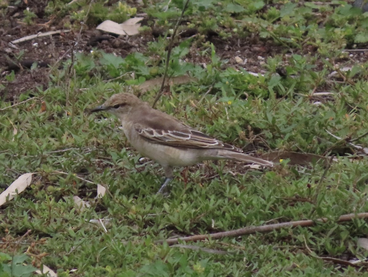 White-winged Triller - ML646706189