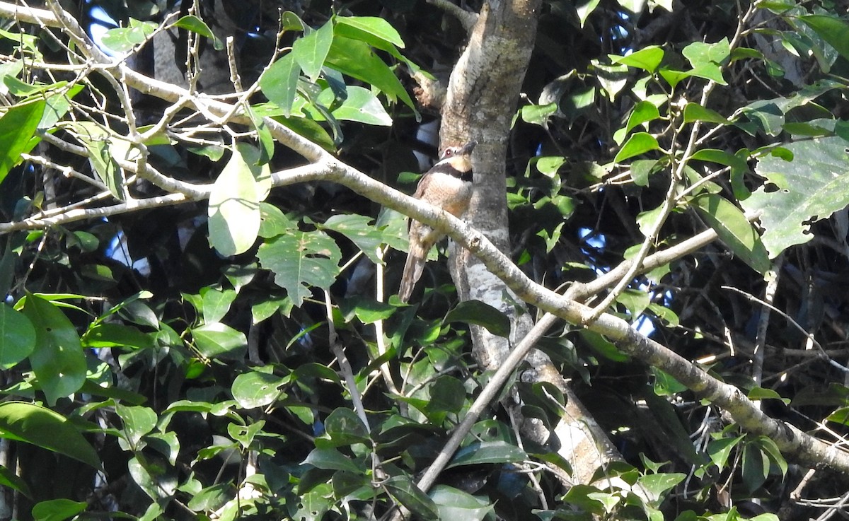Chestnut-capped Puffbird - ML646706191