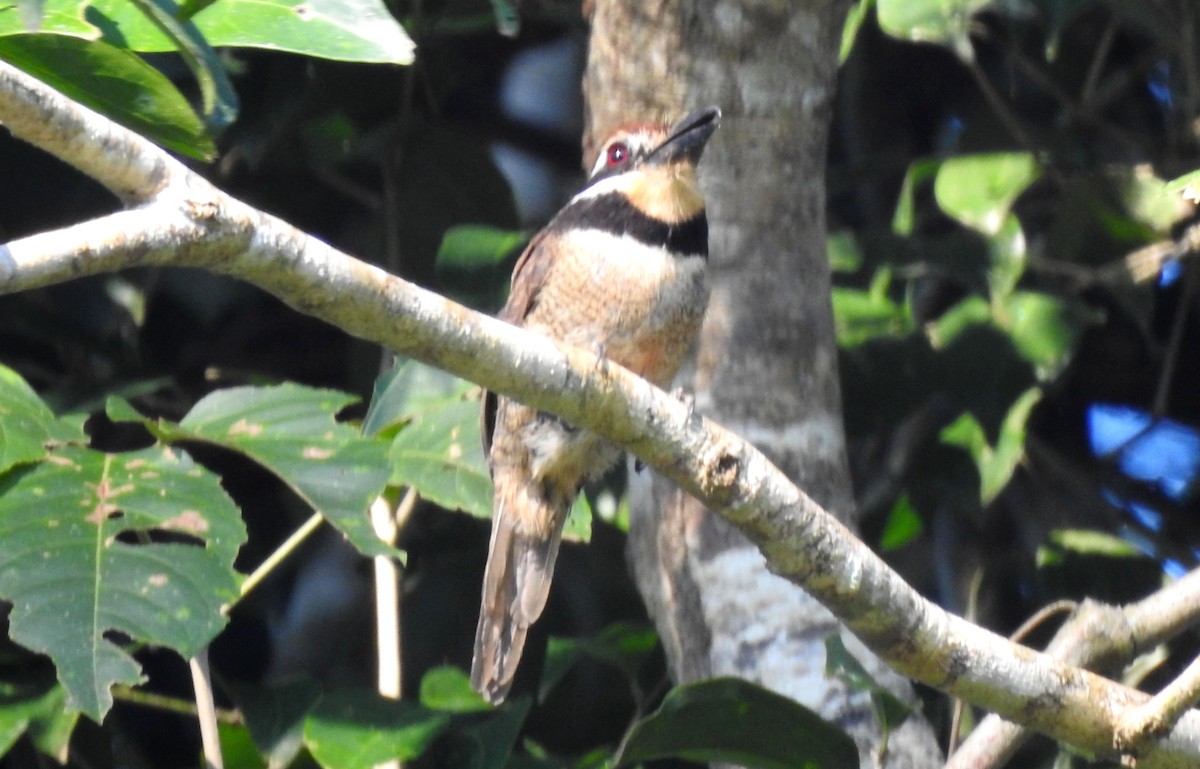 Chestnut-capped Puffbird - ML646706192