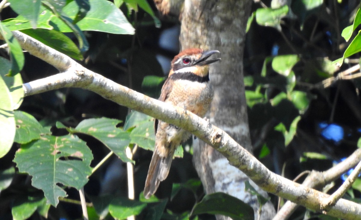 Chestnut-capped Puffbird - ML646706193