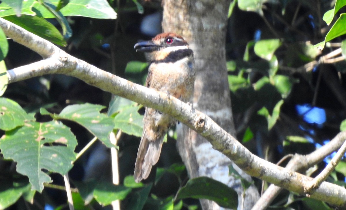 Chestnut-capped Puffbird - ML646706194