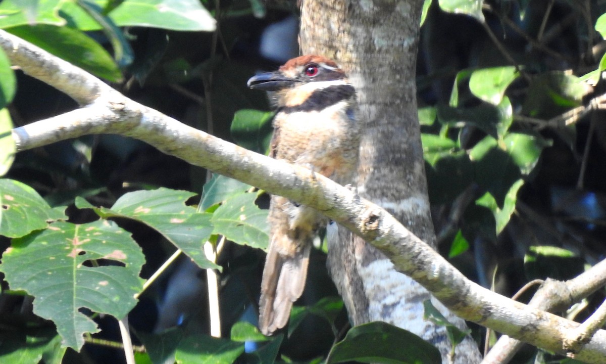 Chestnut-capped Puffbird - ML646706195