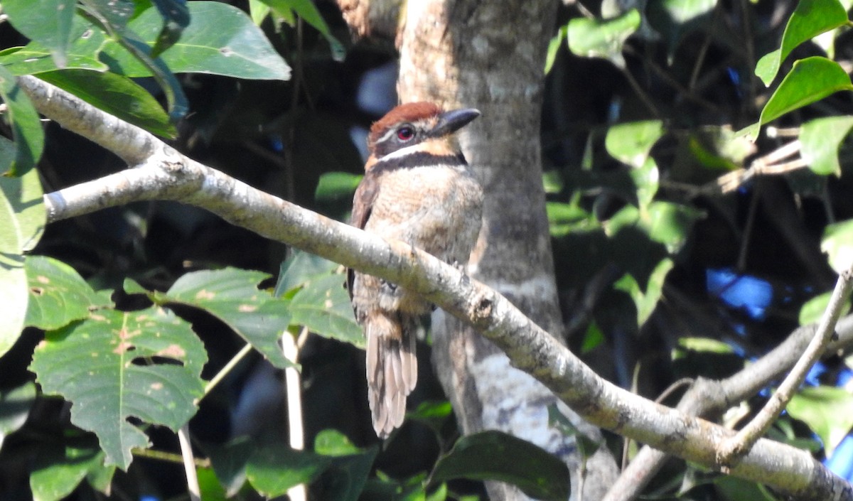 Chestnut-capped Puffbird - ML646706196