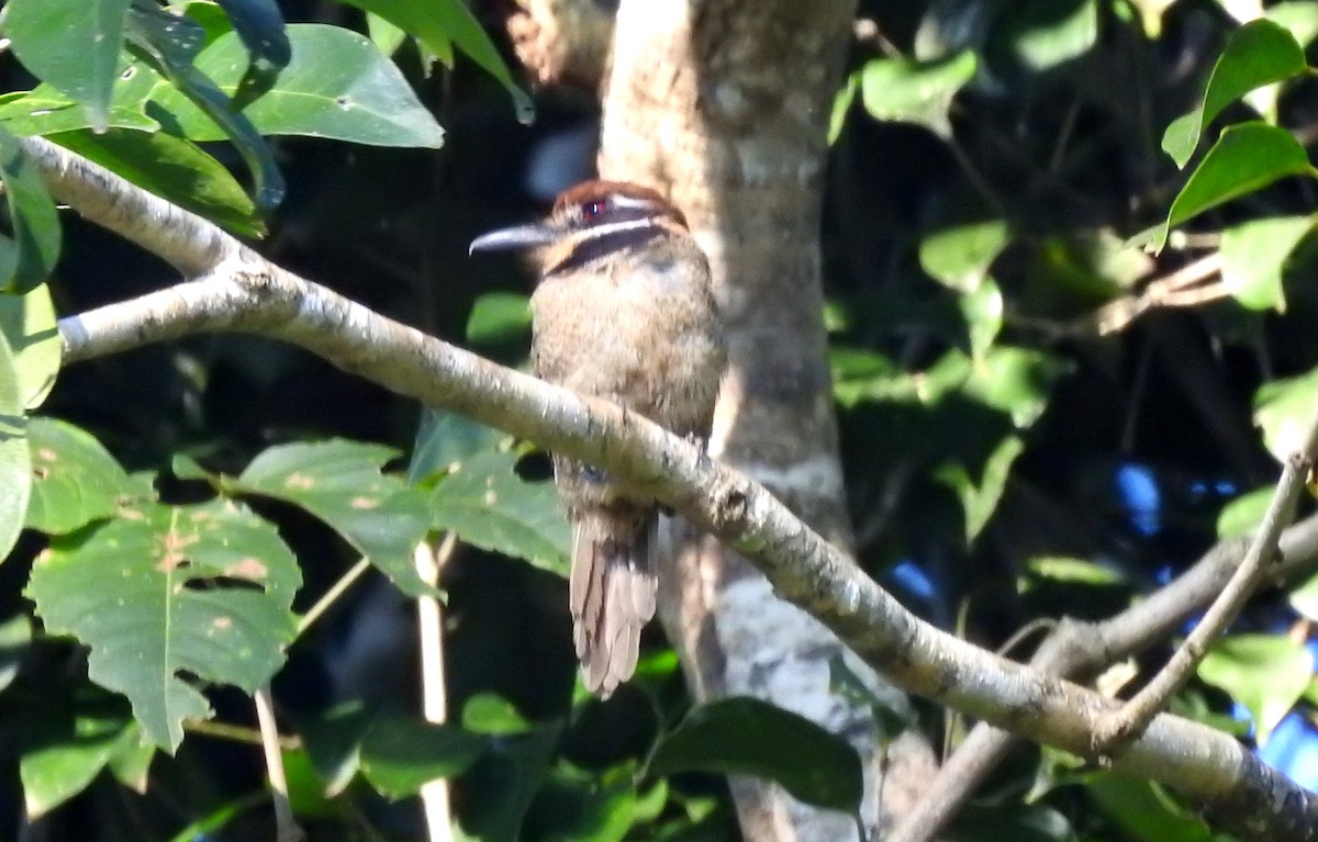Chestnut-capped Puffbird - ML646706198