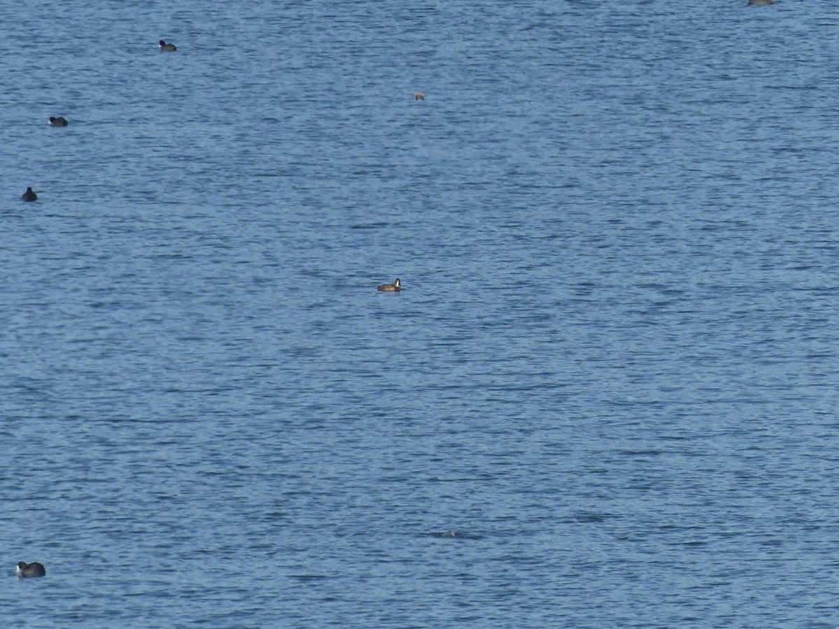 Ring-necked Duck - ML646706200