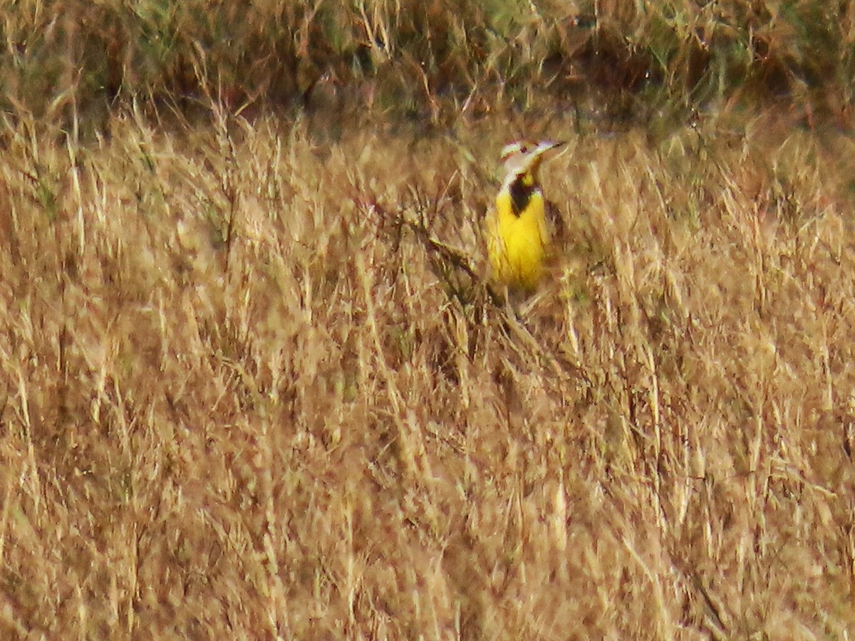 Eastern Meadowlark - ML646706201