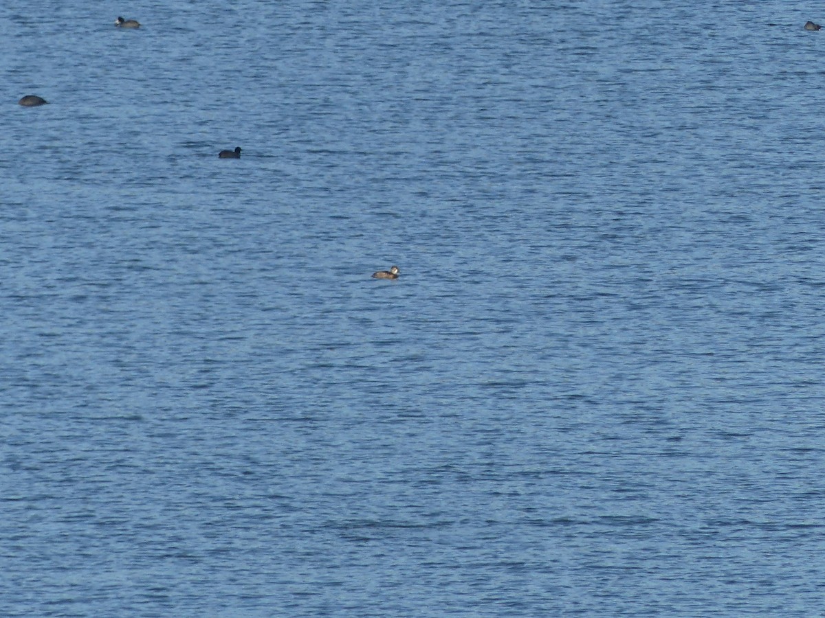 Ring-necked Duck - ML646706202