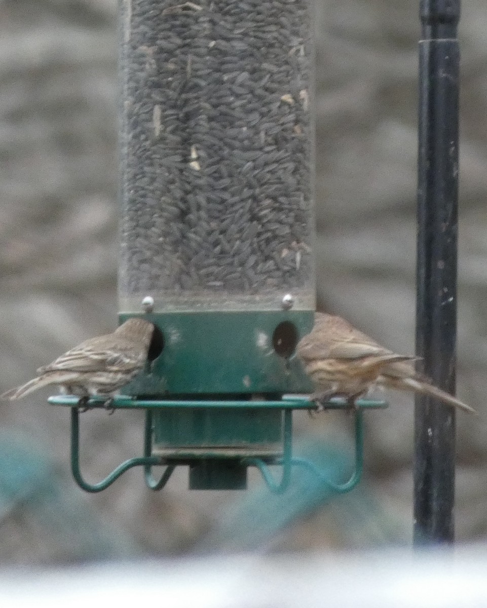 House Finch - ML646706203