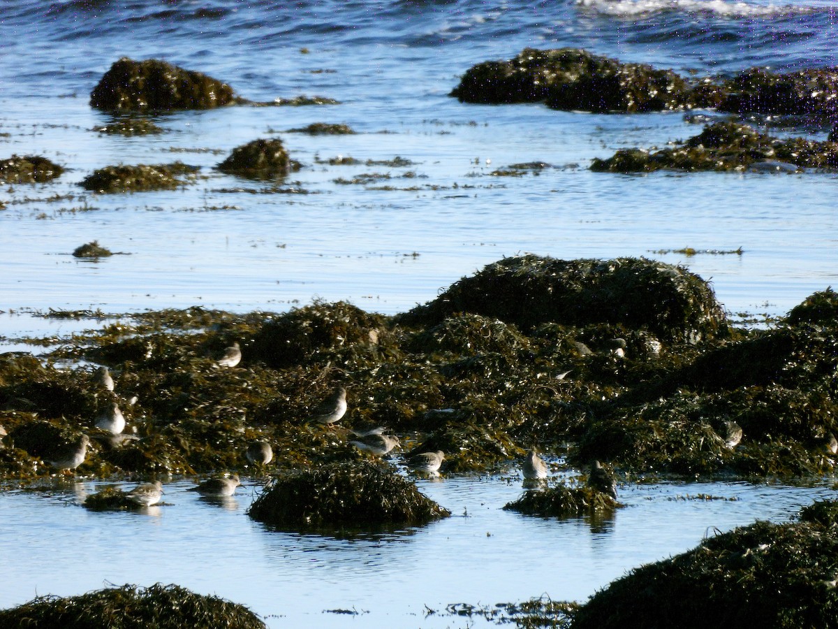 Purple Sandpiper - ML646706204