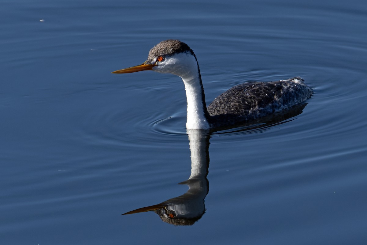 Murgil mendebaldarra - ML646706205