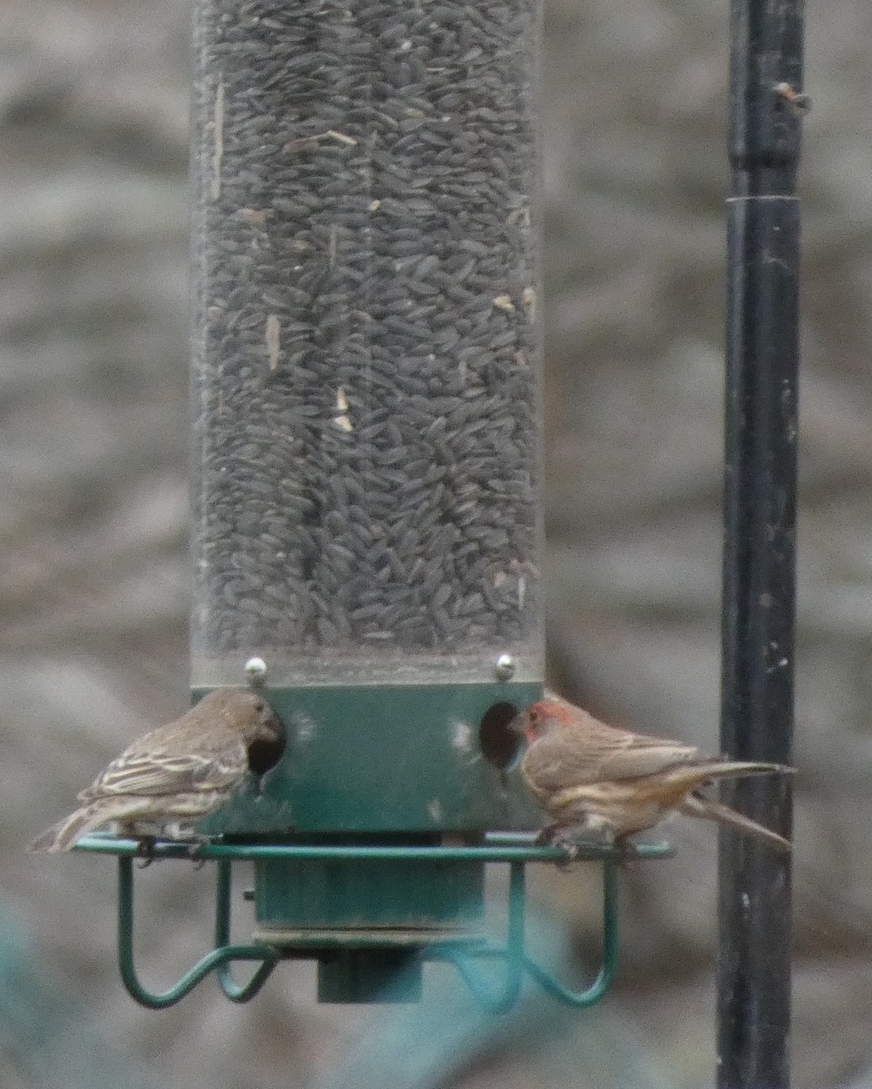 House Finch - ML646706207