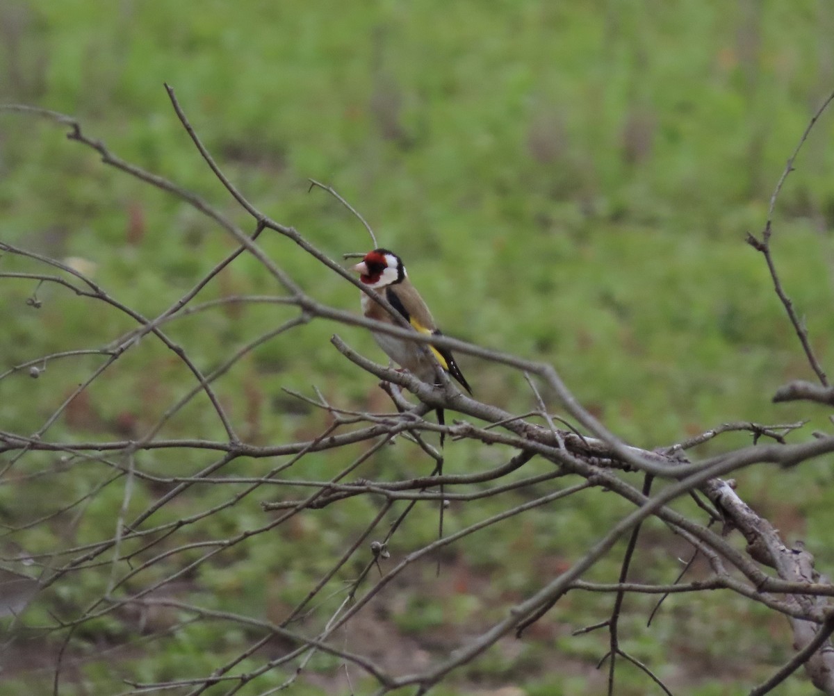 European Goldfinch - ML646706208