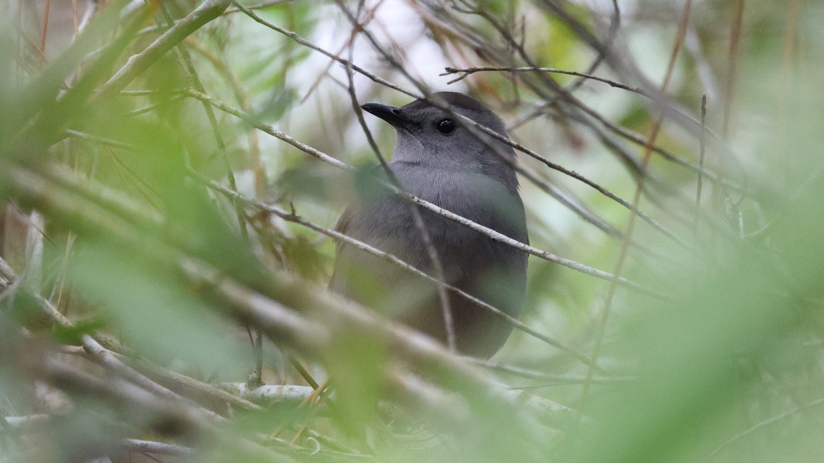 Gray Catbird - ML646706209