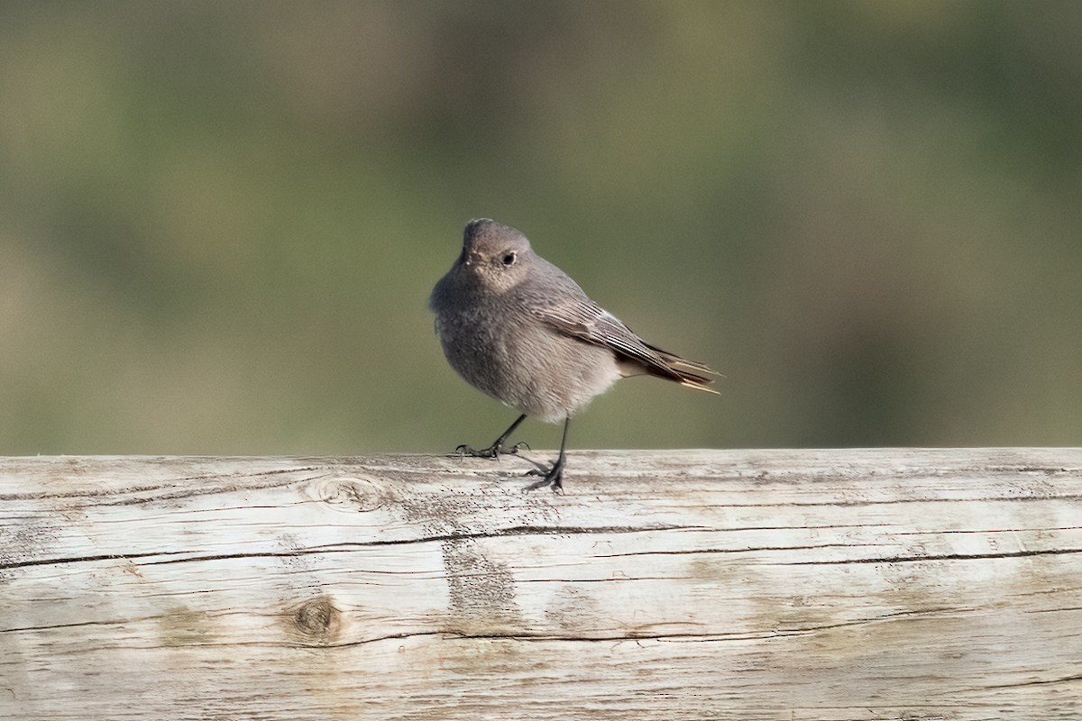 Black Redstart - ML646706210