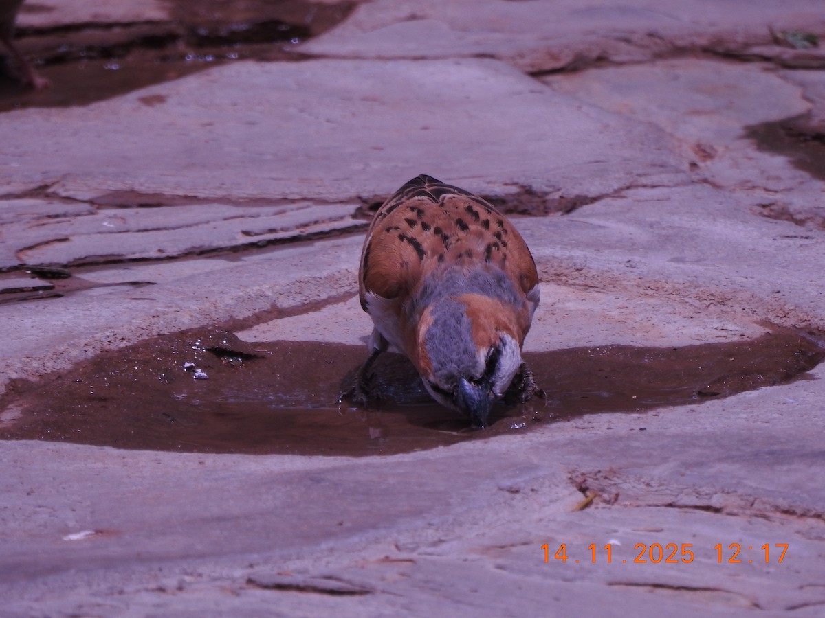 オオスズメ - ML646706212