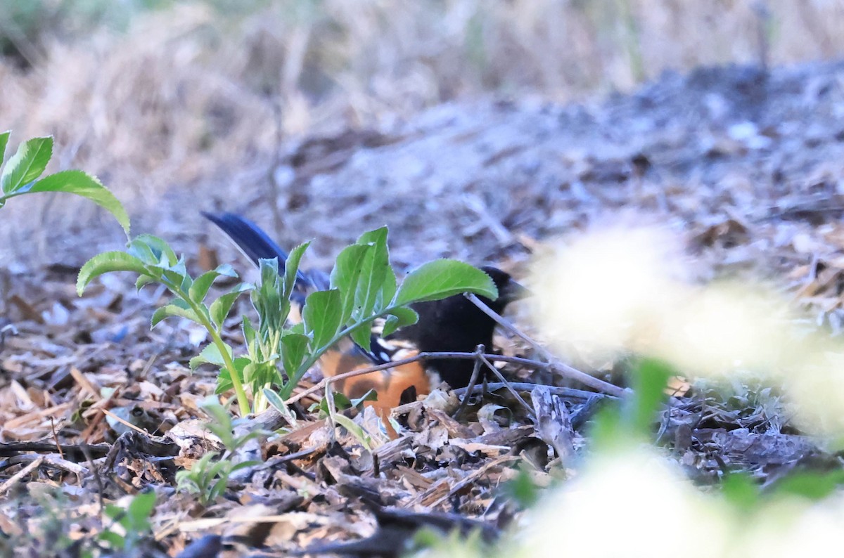Spotted Towhee - ML646706213