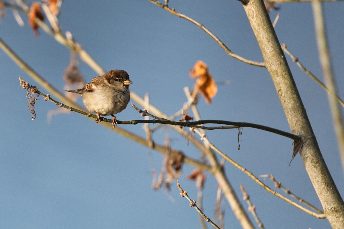 Italian Sparrow - ML646706214