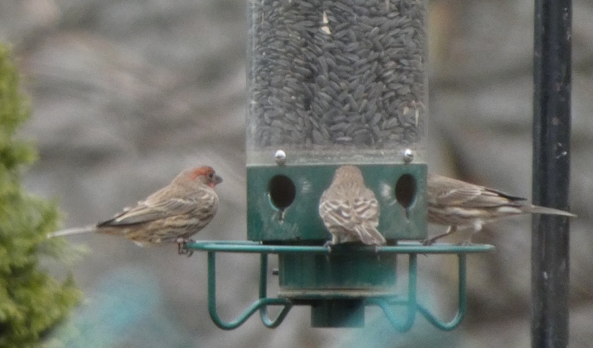 House Finch - ML646706215