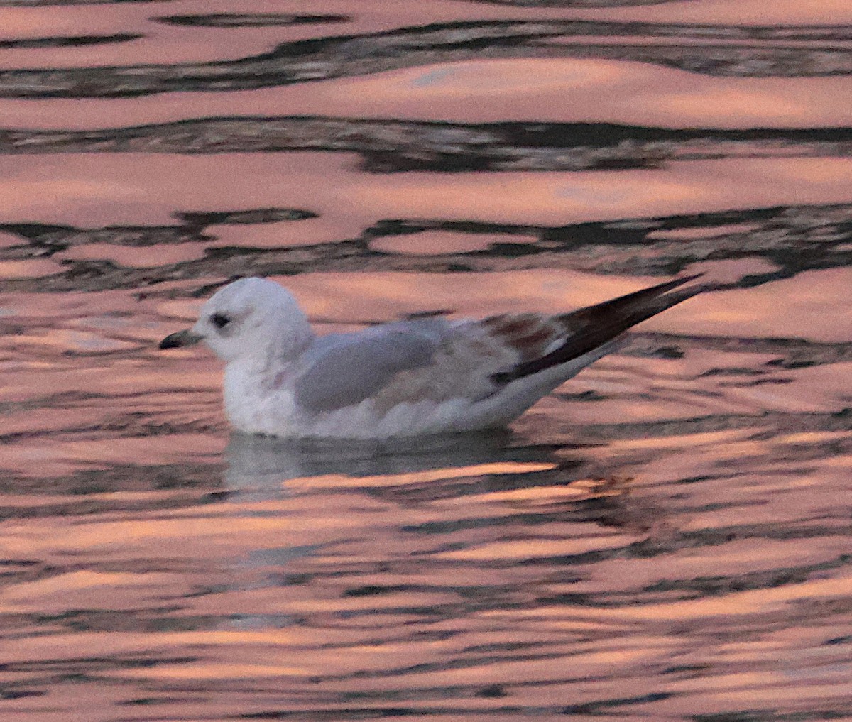 Common Gull - ML646706216