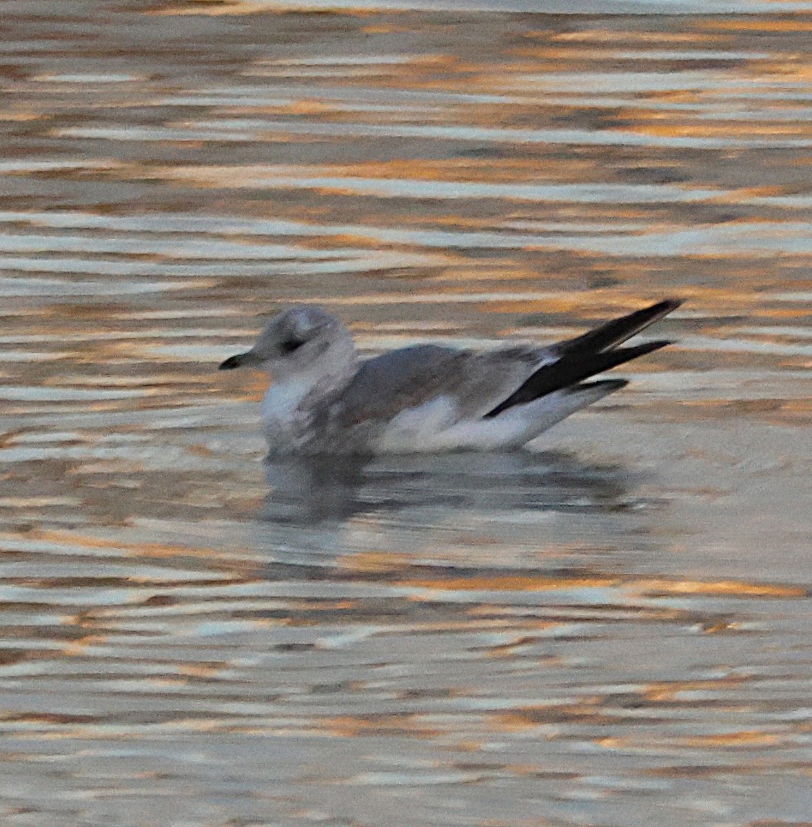 Common Gull - ML646706217