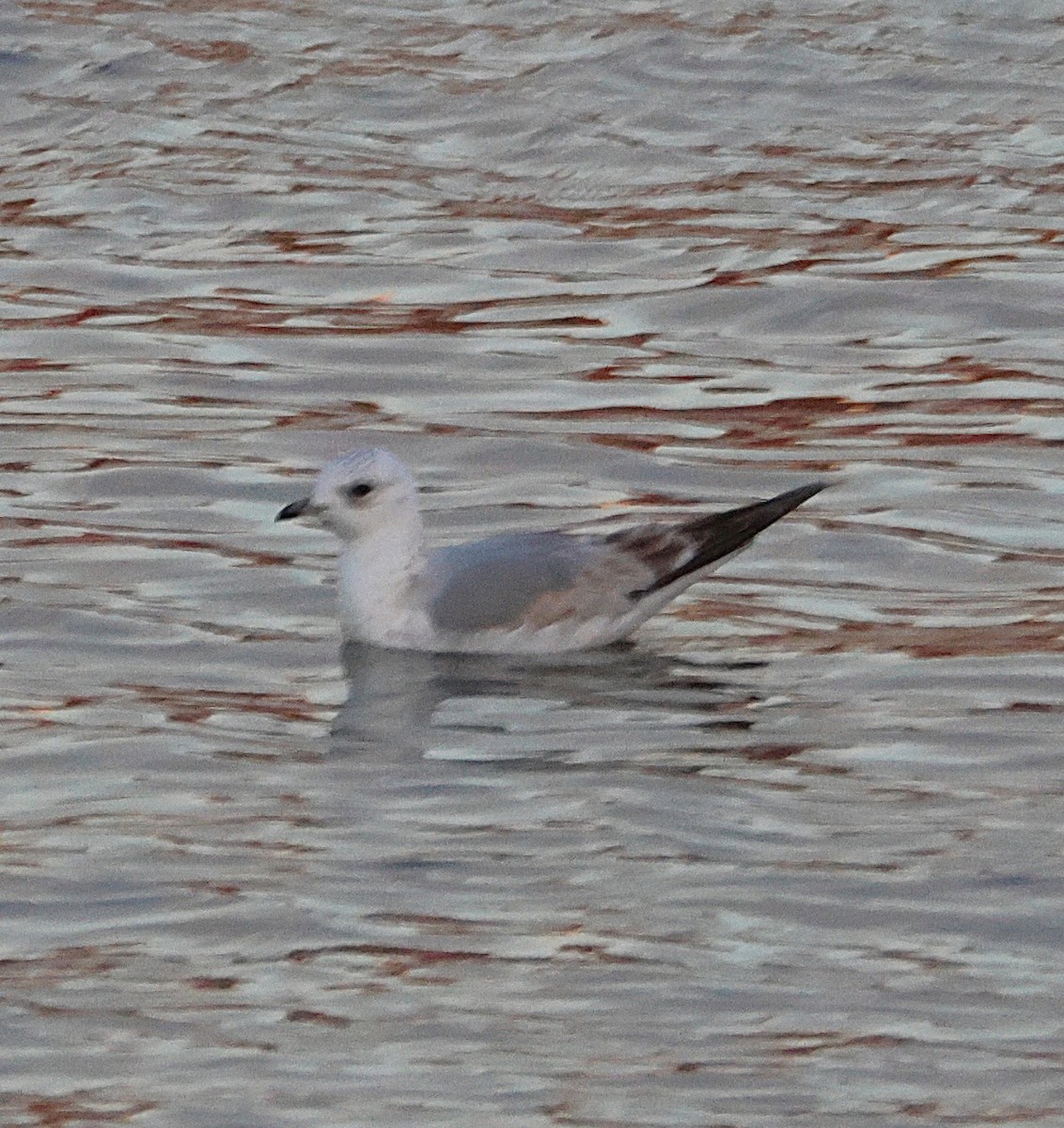 Common Gull - ML646706218