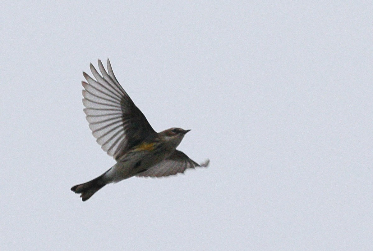 myrteparula - ML646706219