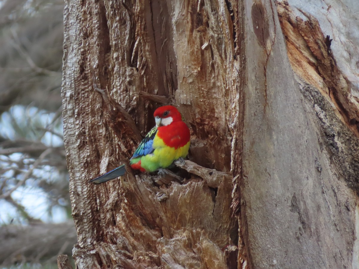 Eastern Rosella - ML646706220