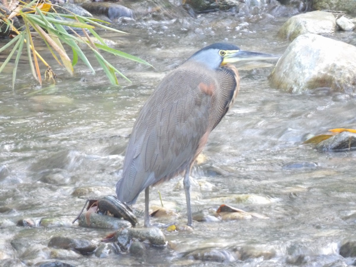 Bare-throated Tiger-Heron - ML646706223