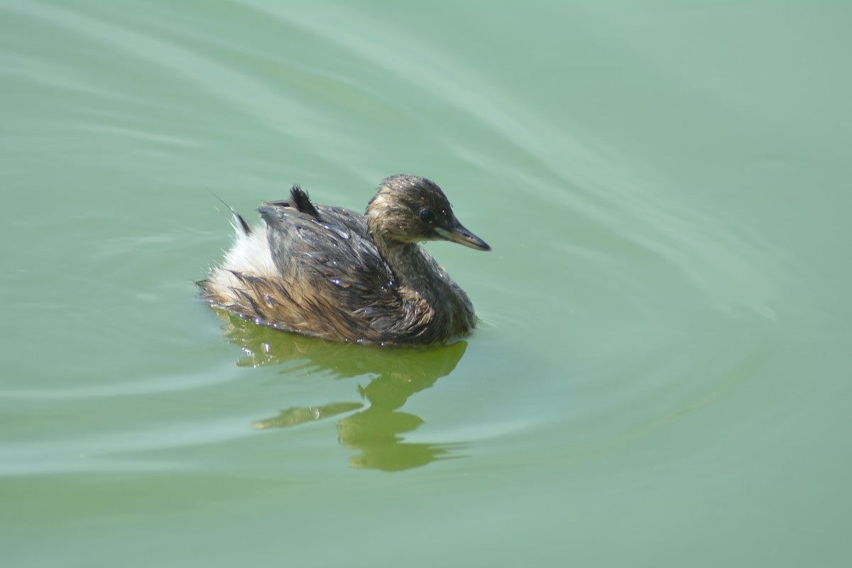 Txilinporta txikia - ML646706224