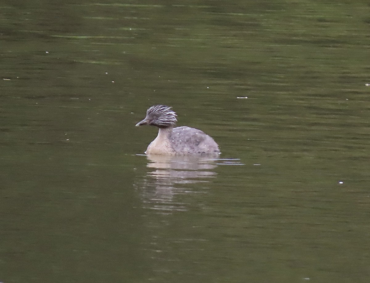 Kır Saçlı Batağan - ML646706229