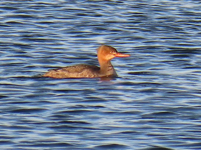 Serreta Mediana - ML646706233