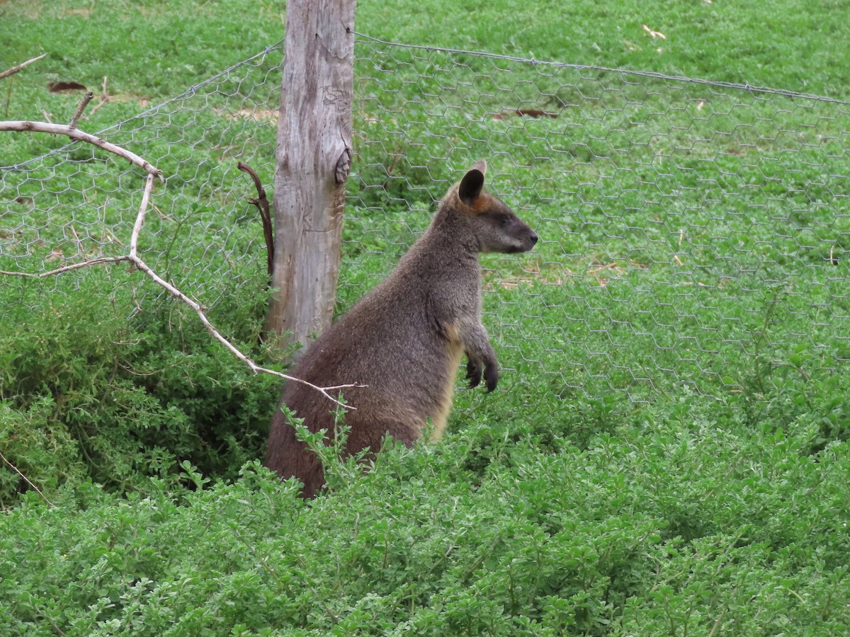 Swamp Wallaby - ML646706238