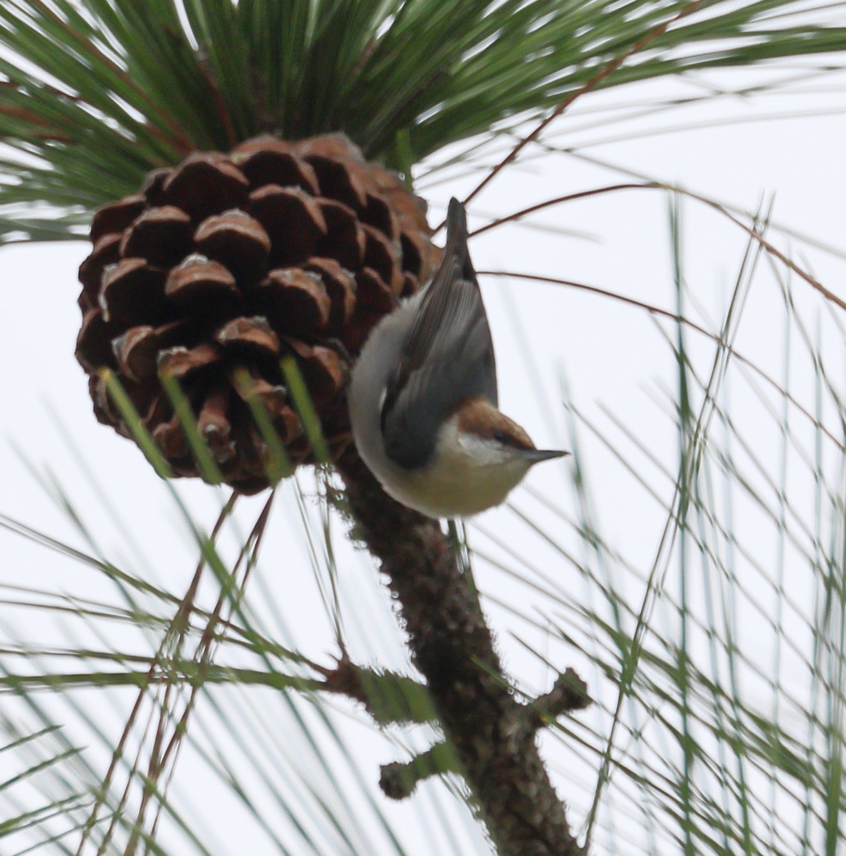 Sittelle à tête brune - ML646706240