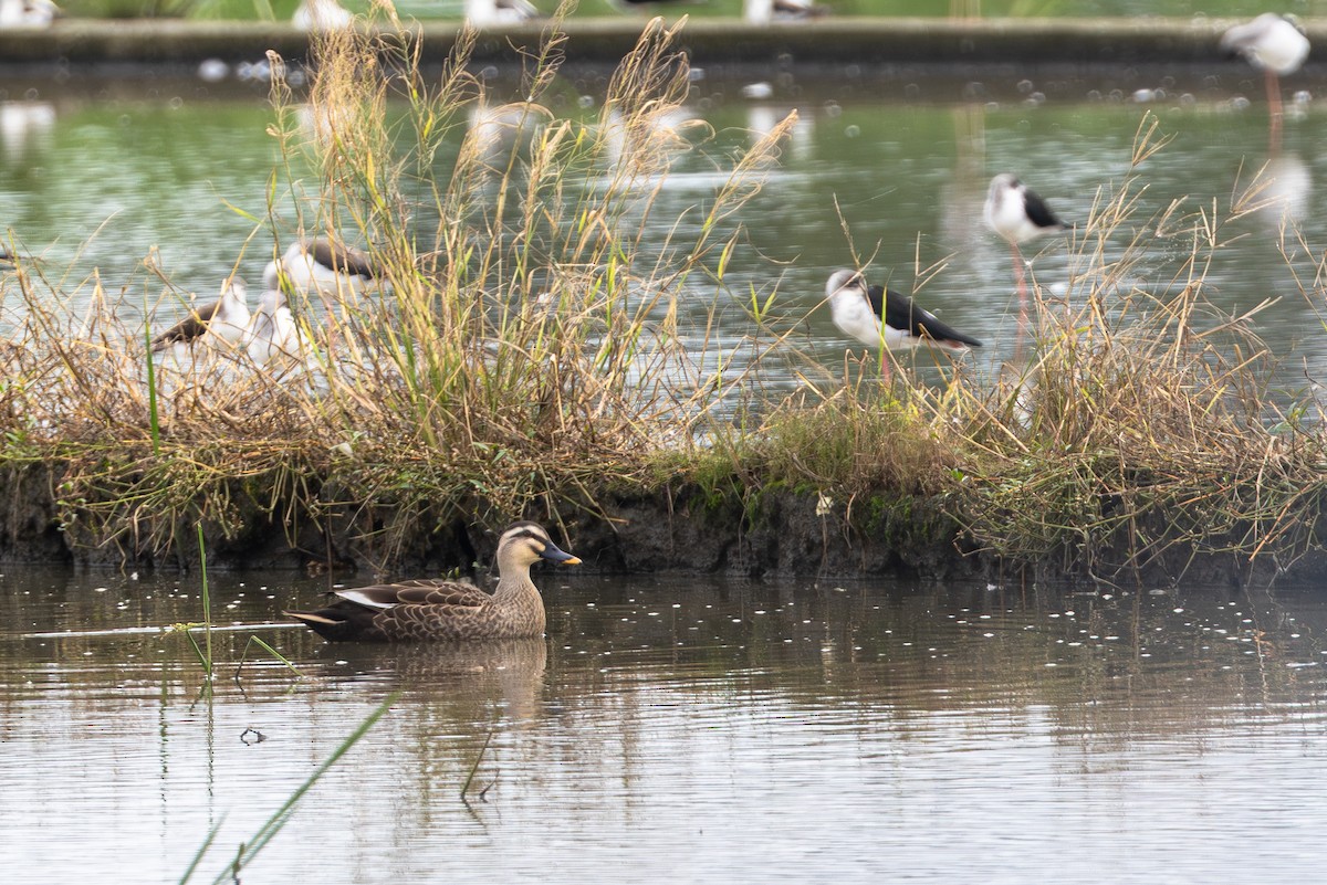 Ahate mokopikart txinatarra - ML646706241