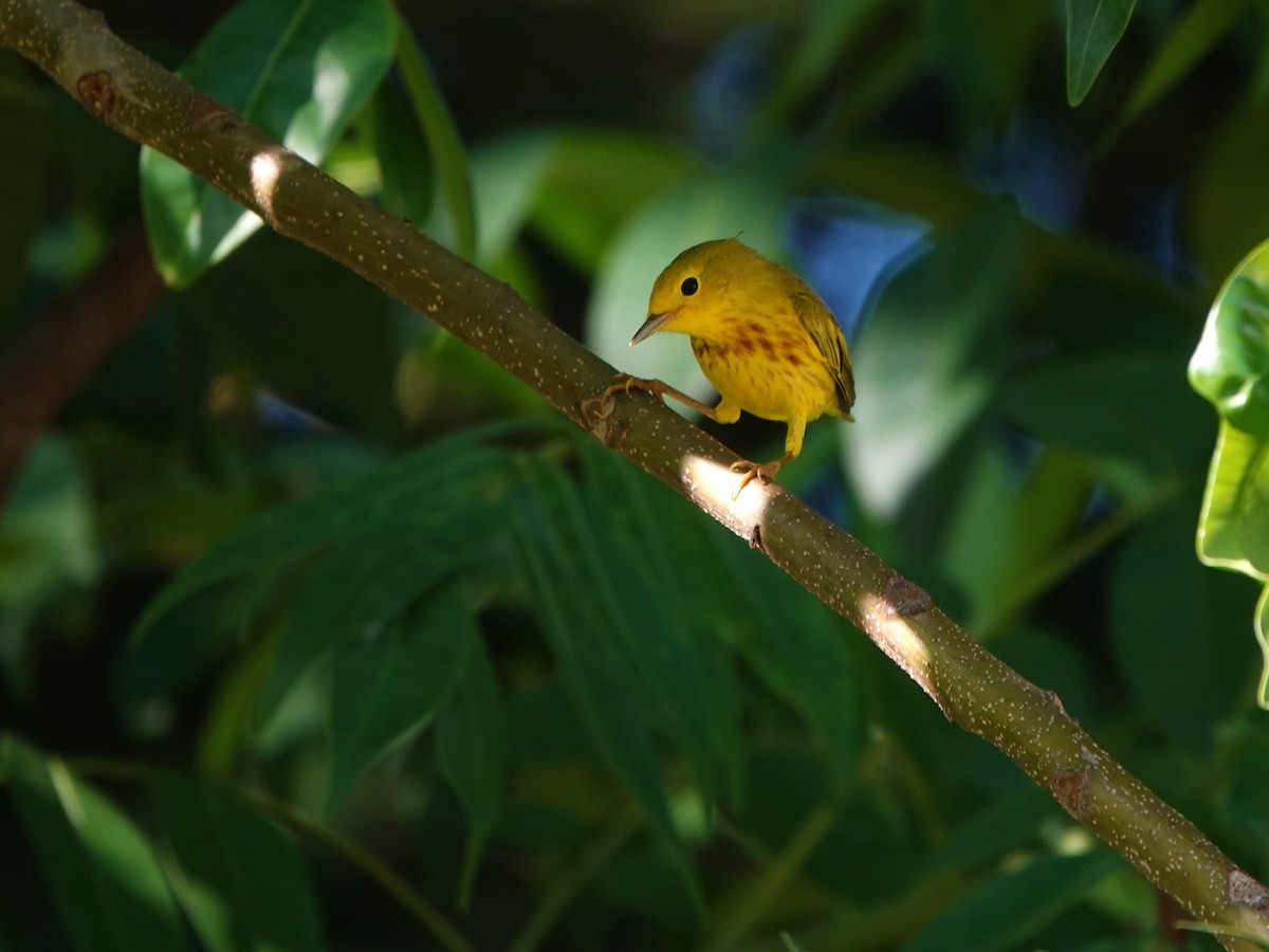 Northern Yellow Warbler - ML646706242