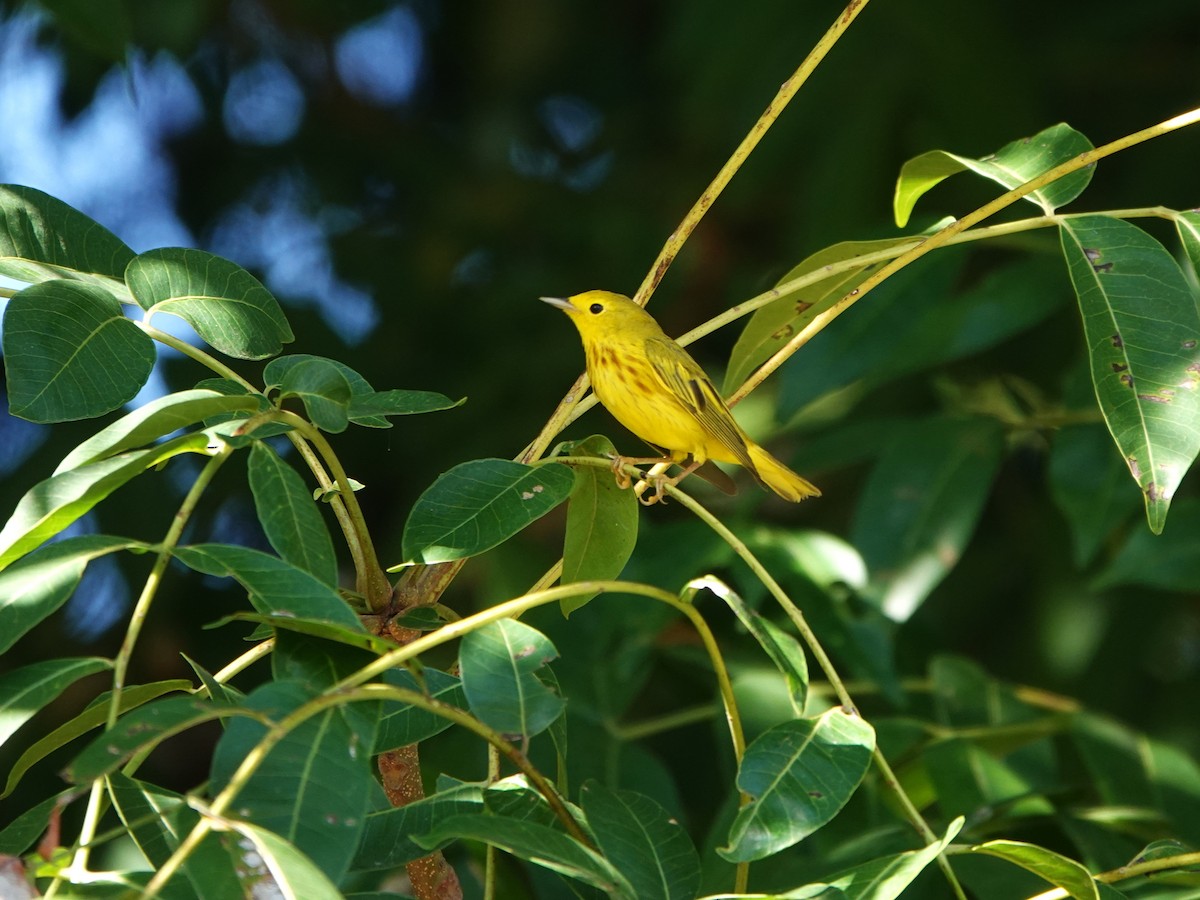 Northern Yellow Warbler - ML646706243