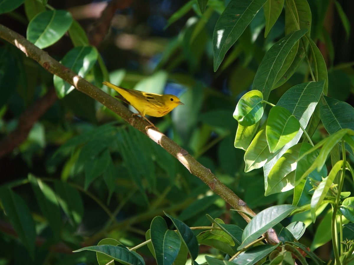 Northern Yellow Warbler - ML646706244