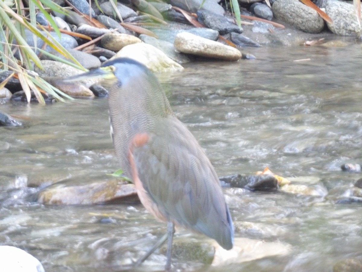 Bare-throated Tiger-Heron - ML646706248